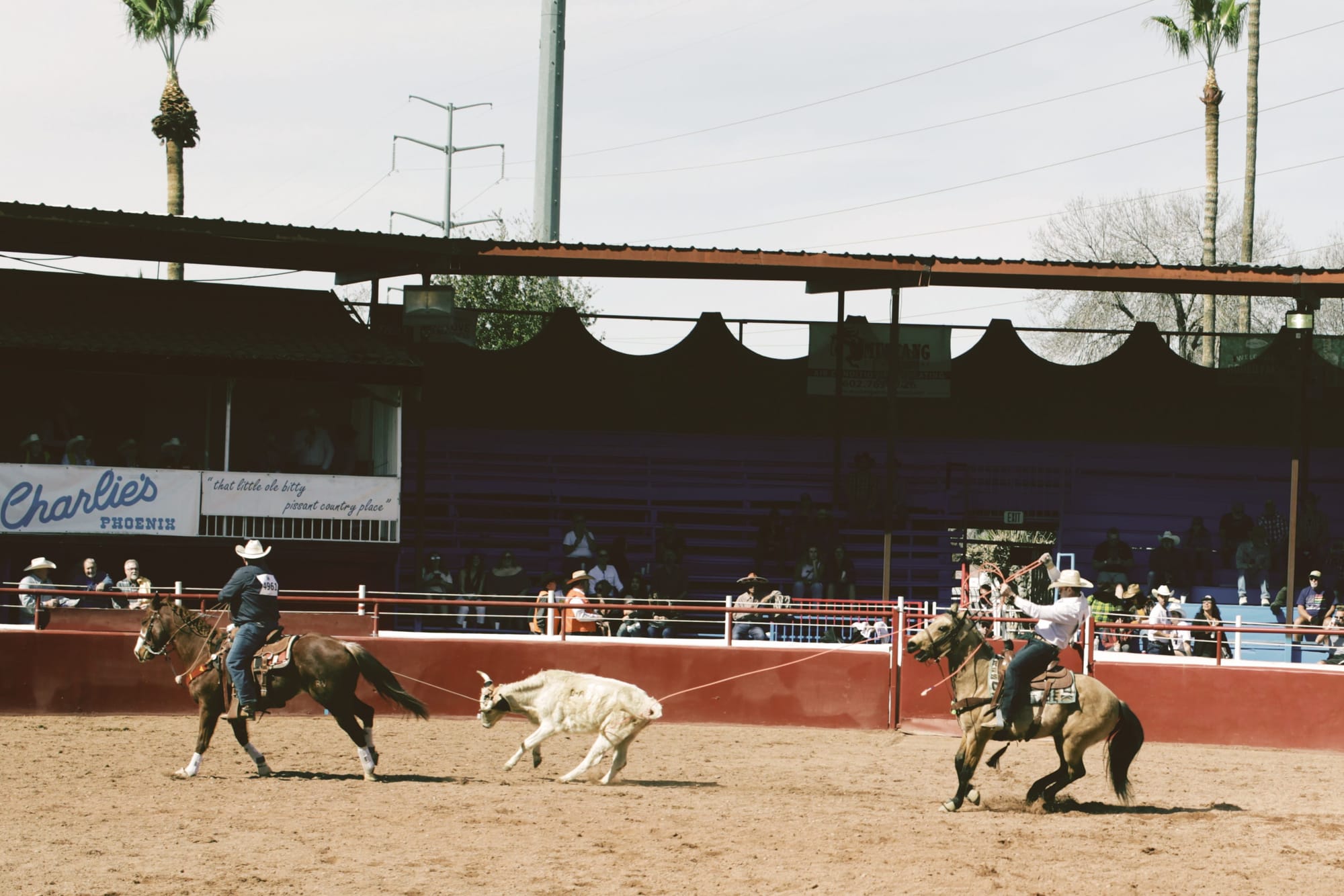 Cowboys wrangle a calf during the Arizona Gay Rodeo on Saturday, Feb. 18, 2023.